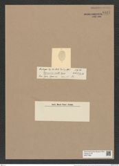 Actinocyclus raperii (Breb.) Kitt. (de-Toni-Nr.: Genus 195, Species 4790) Zeichnungen Sammlung Grunow Nr. 8437 (NHMW-BOT-W0377888)